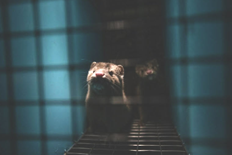 caged Mink