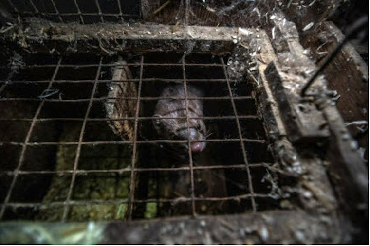 caged mink