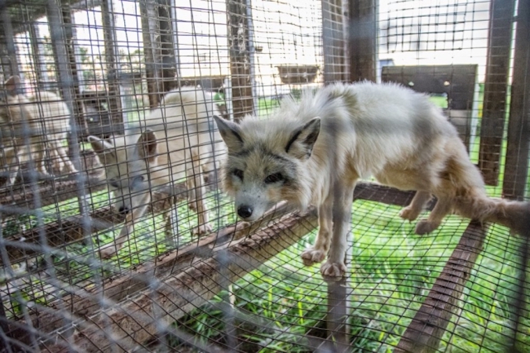 farmed Foxes