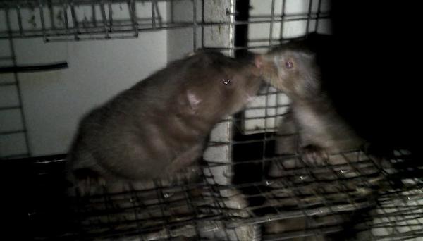 caged Minks