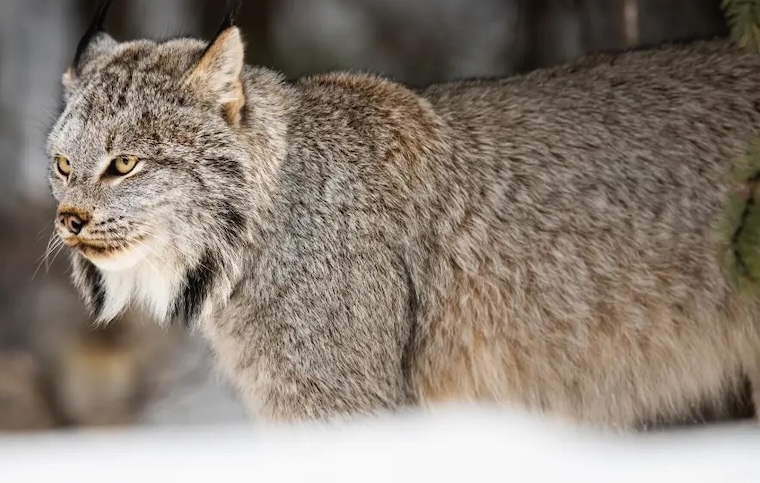 lynx