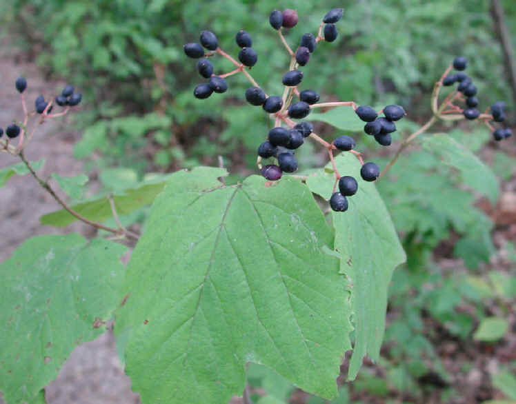 5sep2001-41.jpg (766109 bytes)