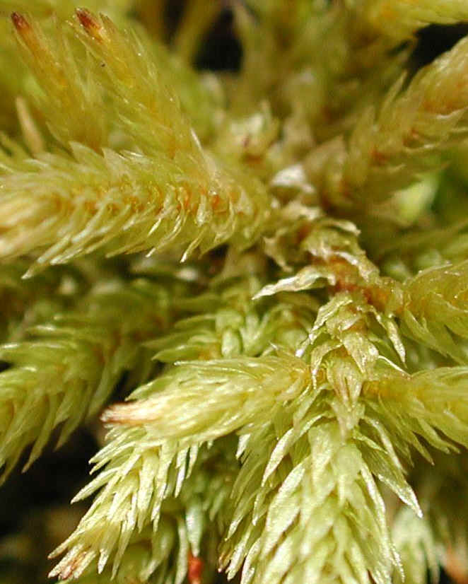 Cohotate Preserve 8 March 2002 Field Trip - 06