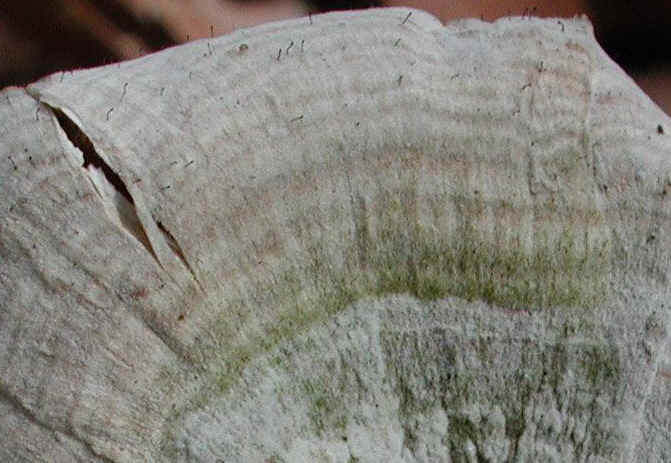 Cohotate Preserve 8 March 2002 Field Trip - 13a