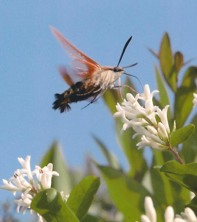 Acting upon the Heavenly Vision