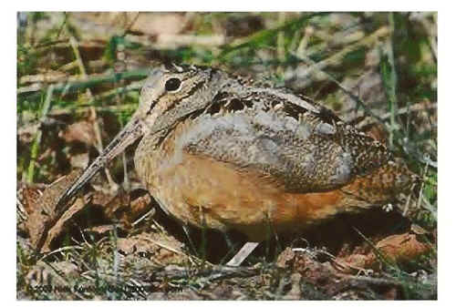 Creations Cry David Prather kestrel