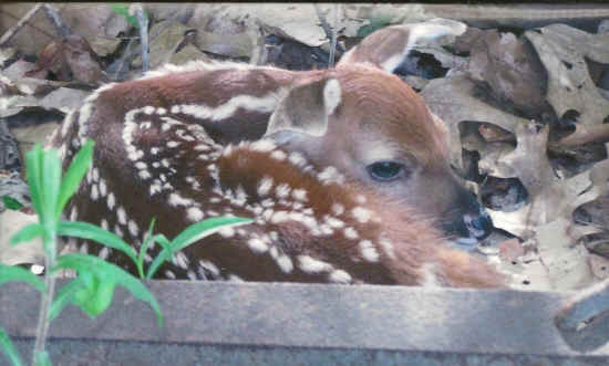 God’s Promise to Every Creature!-1