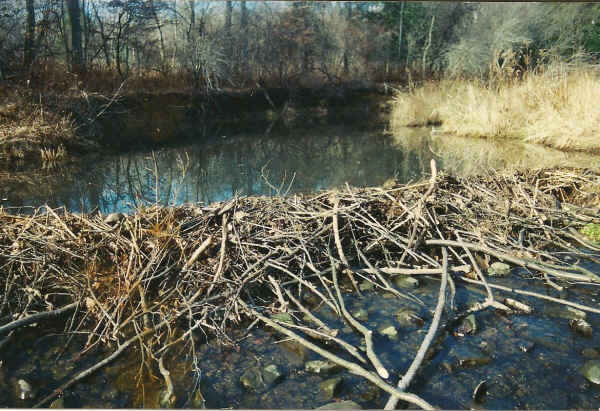 How to Accelerate Christ's Return