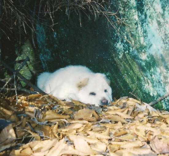 How to Make Your Dog Healthier and Happier!