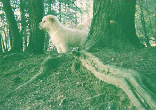 Louis Whistler passover