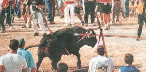 killing a bull