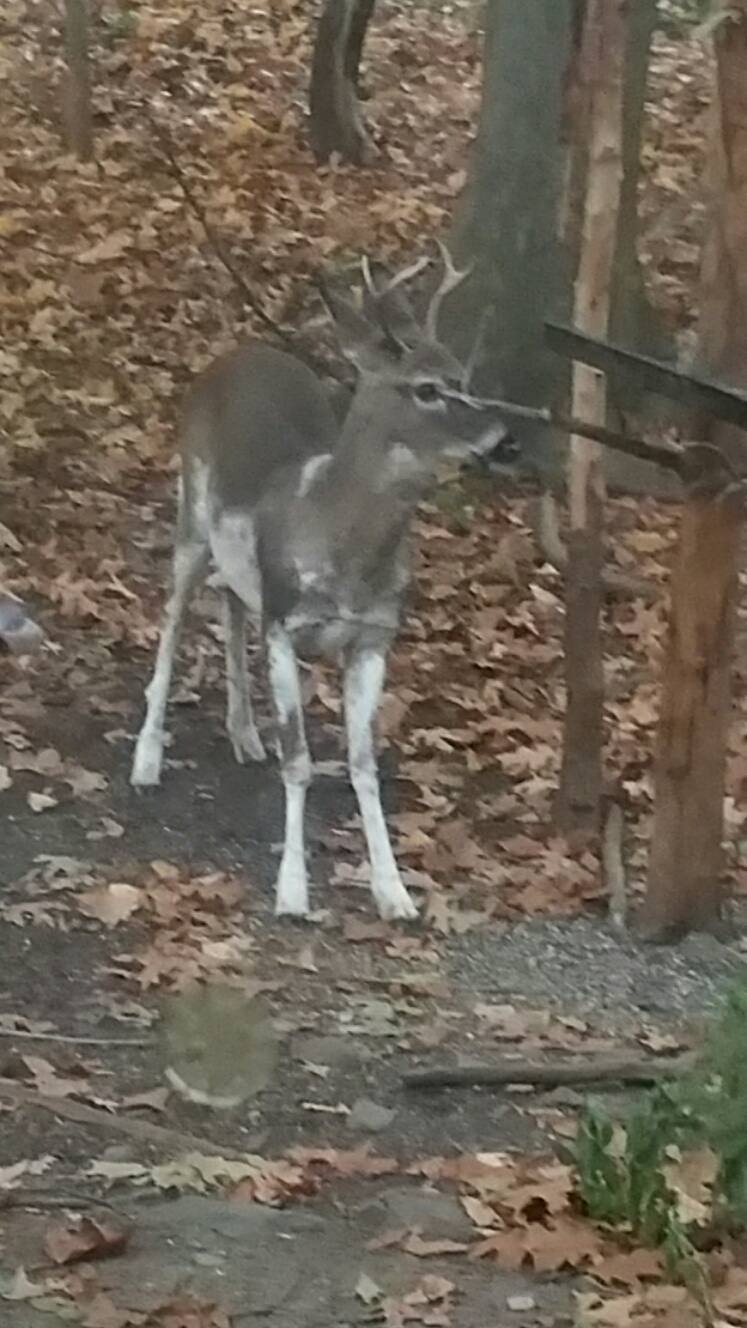 Deer