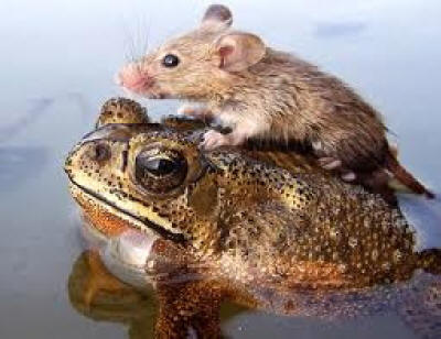 Frog and Mouse
