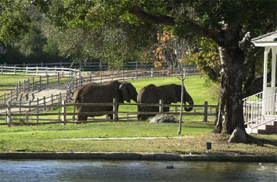 Michael Jackson's Elephants