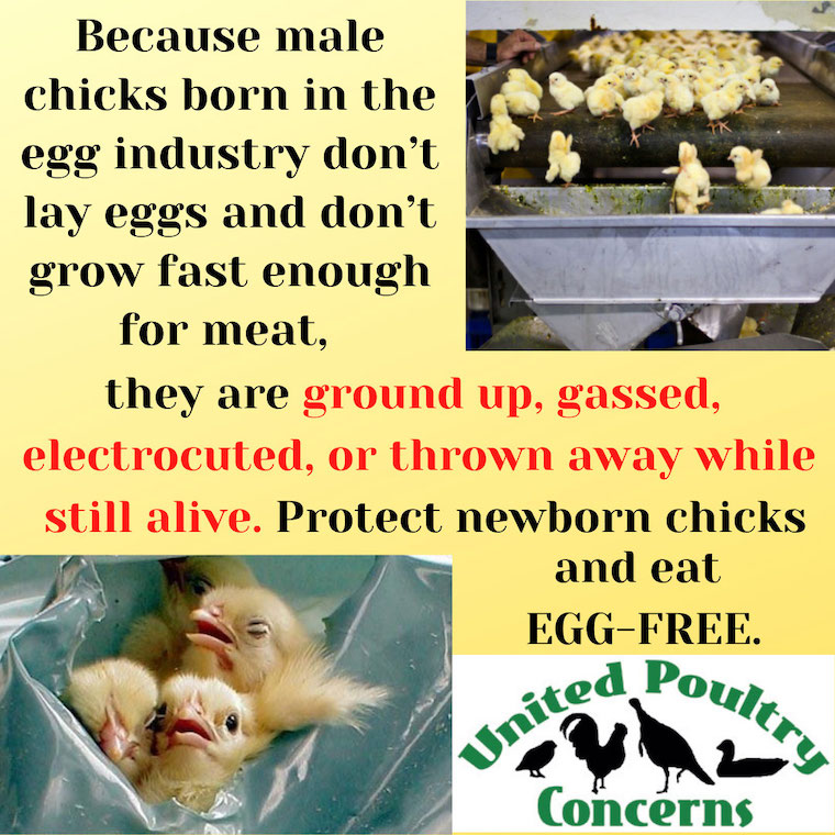 Egg Production: Facts that People Should Know