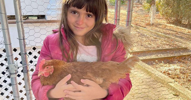 emotional support Chicken