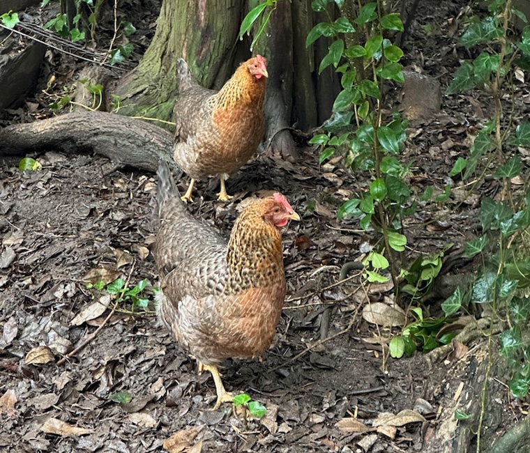 rescued Chickens