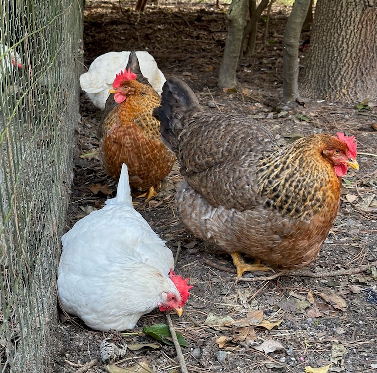 rescued Chickens