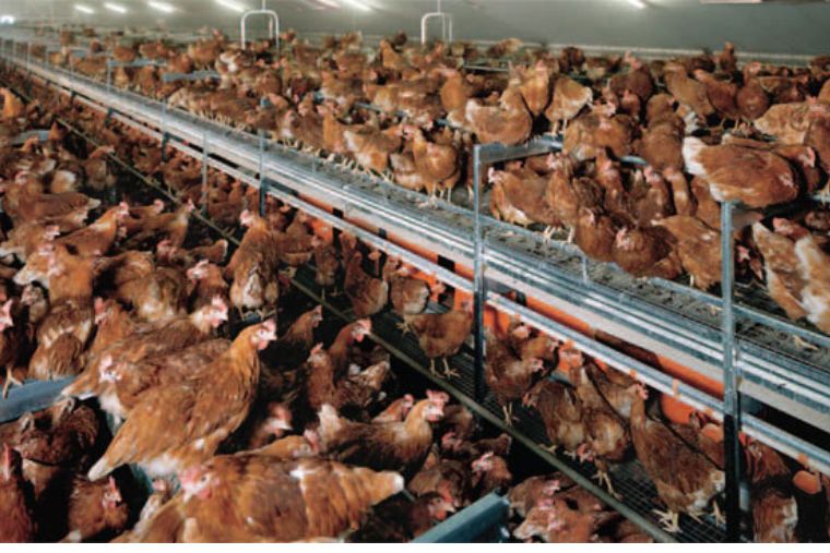 free-range hens