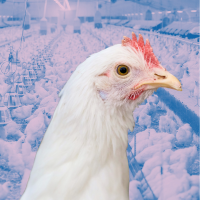 chicken and chickens in factory farm