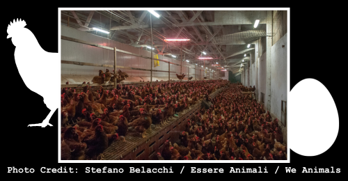 chickens in cage-free facility