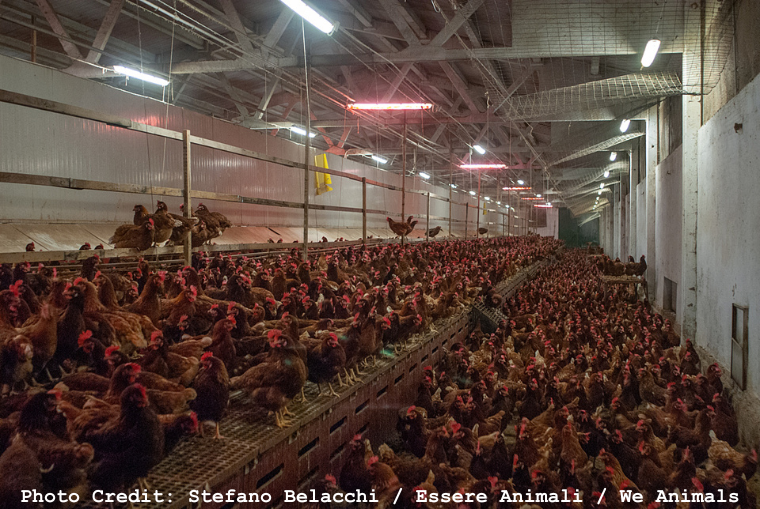 chickens in a cage-free facility