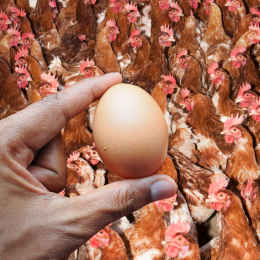 crowded chickens and hand holding egg