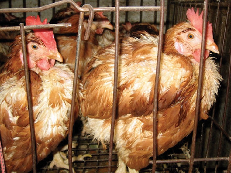 caged Hens