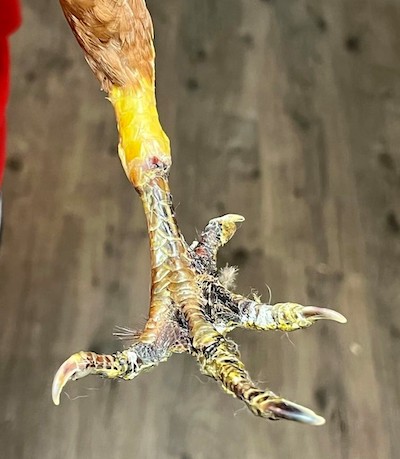 frostbitten chicken foot