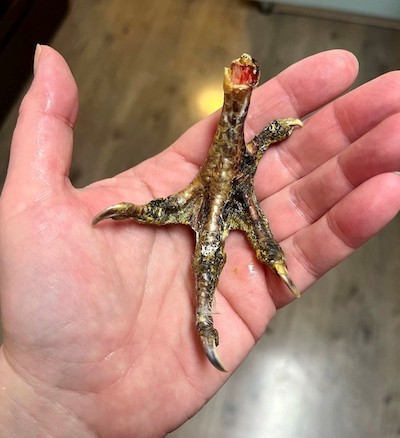 frostbitten chicken foot