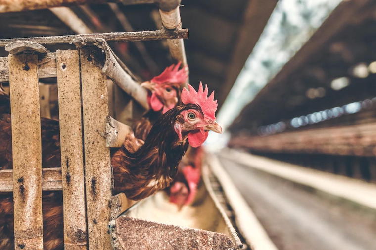 captive Hens