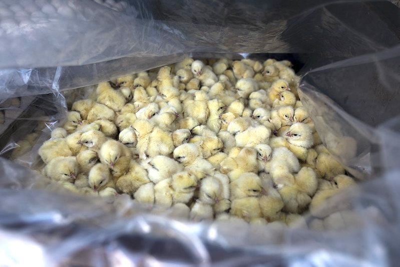 culling male Chicks