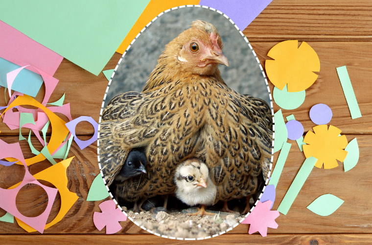 hen, chicks, and colorful paper