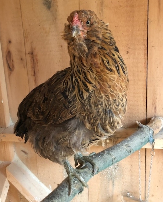 rescued Hen