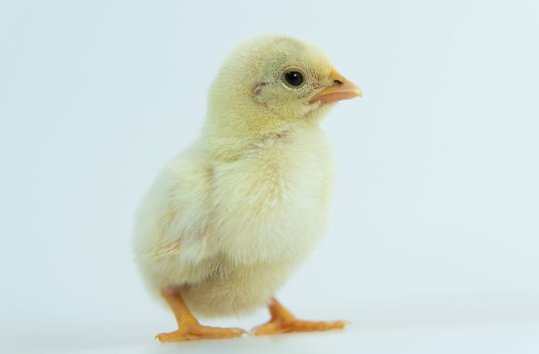 chick