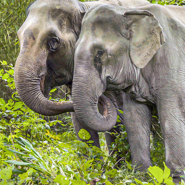 rescued Elephants