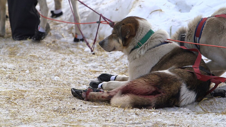 Iditarod exhausted Dog