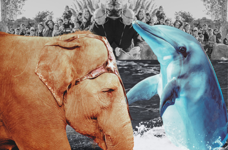 elephant, dolphin, and zoo spectators