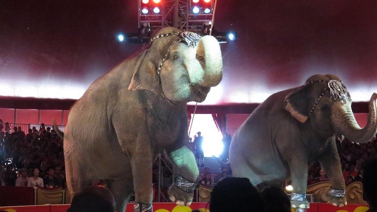 Shrine Circus Elephants