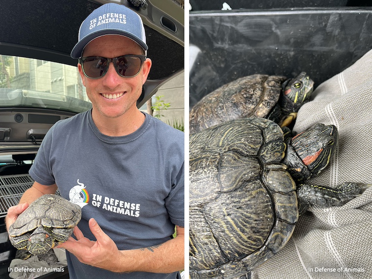 rescued turtles