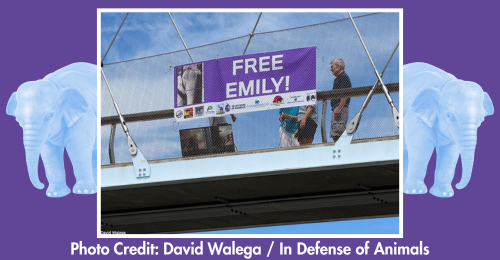 Free Emily! sign and little toy elephants