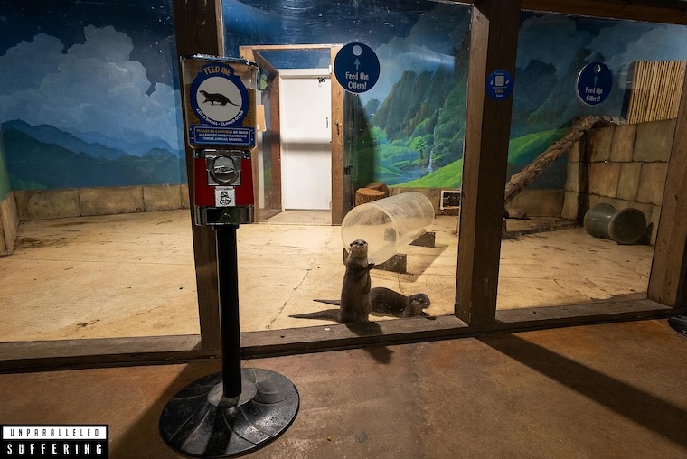 caged starving Otters
