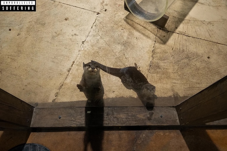 Otters begging for food