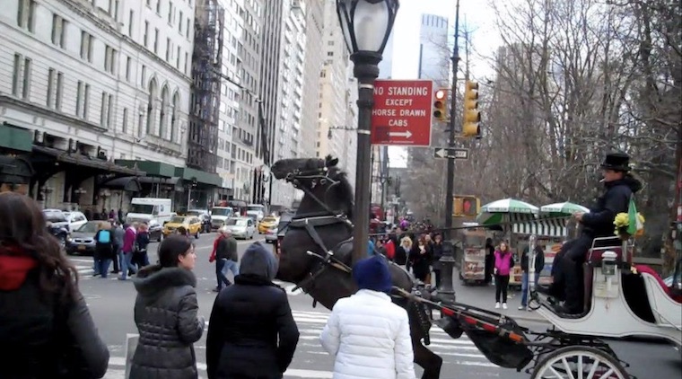 spooked carriage Horse