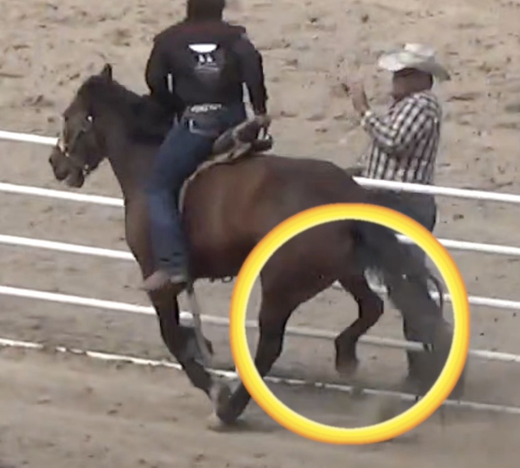 injured Horse