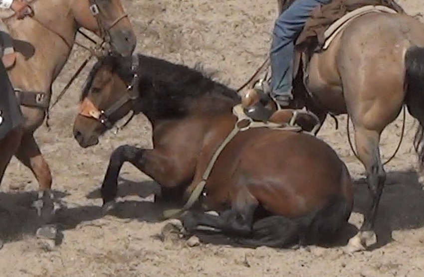 collapsed Horse