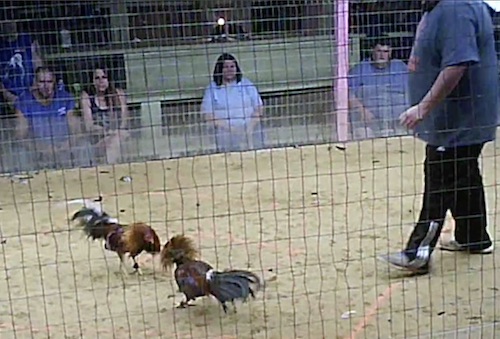 cockfight