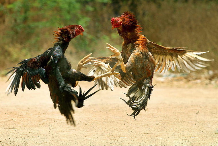 cockfighting roosters