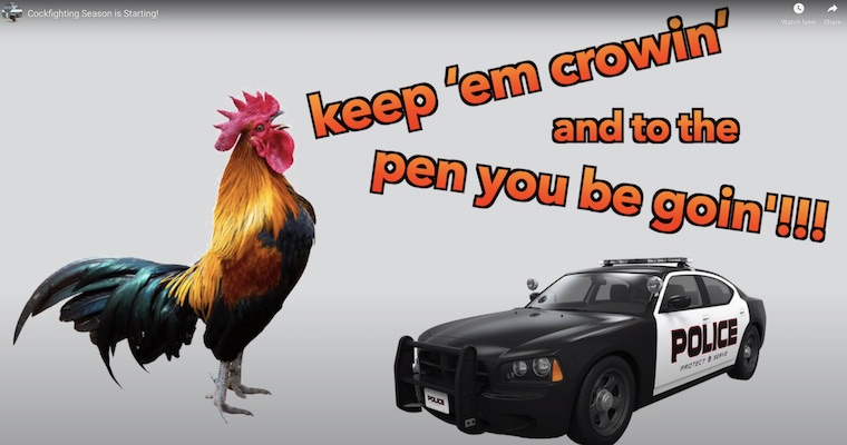 busting cockfights