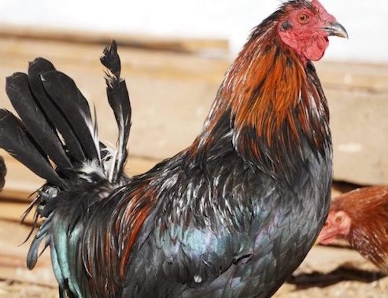 beautiful Rooster